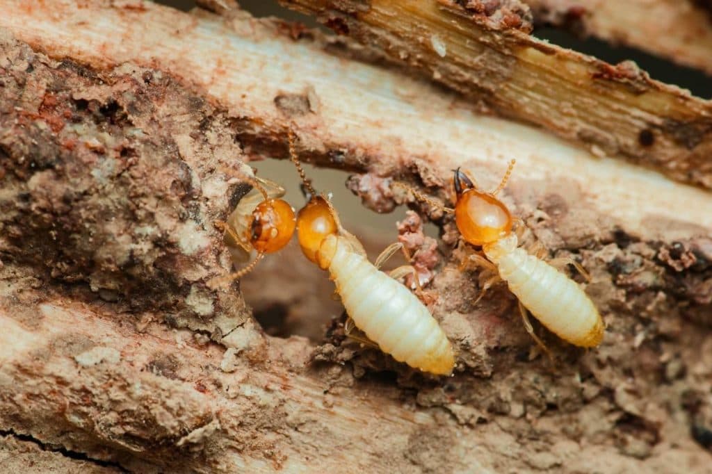 Why a Termite Inspection is Necessary